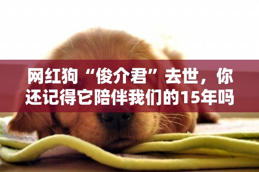 網紅狗“俊介君”去世，你還記得它陪伴我們的15年嗎？ 
