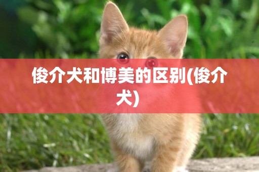 俊介犬和博美的區別(俊介犬) 