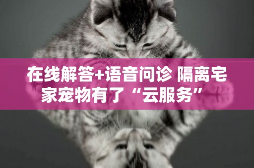 在線解答+語音問診 隔離宅家寵物有了“云服務” 