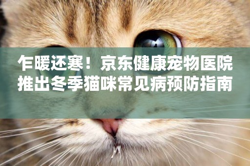 乍暖還寒！京東健康寵物醫院推出冬季貓咪常見病預防指南 