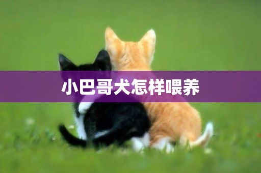 小巴哥犬怎樣喂養