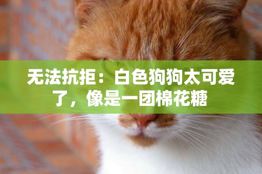 無法抗拒：白色狗狗太可愛了，像是一團棉花糖 
