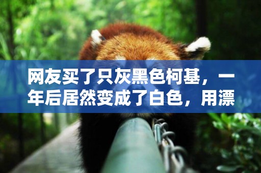 網友買了只灰黑色柯基，一年后居然變成了白色，用漂白液洗的？ 