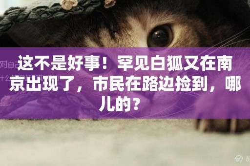 這不是好事！罕見白狐又在南京出現了，市民在路邊撿到，哪兒的？ 