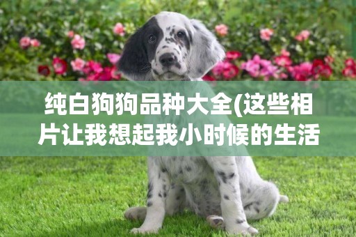 純白狗狗品種大全(這些相片讓我想起我小時候的生活的英文) 