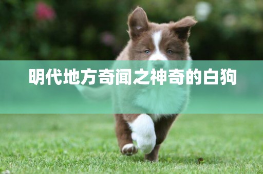 明代地方奇聞之神奇的白狗 