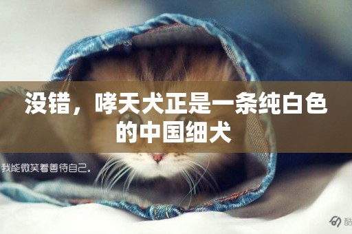 沒錯，哮天犬正是一條純白色的中國細犬 