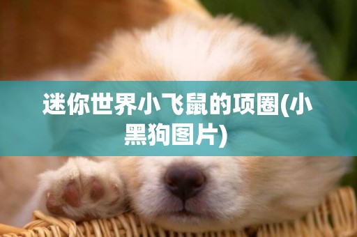 迷你世界小飛鼠的項圈(小黑狗圖片) 