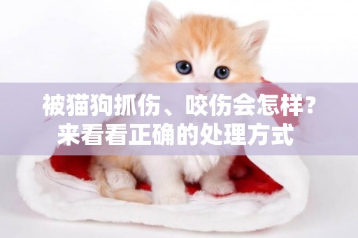 被貓狗抓傷、咬傷會怎樣？來看看正確的處理方式 