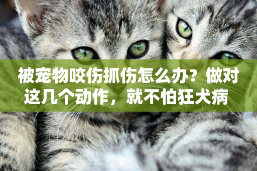 被寵物咬傷抓傷怎么辦？做對這幾個動作，就不怕狂犬病 