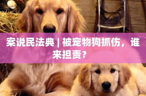 案說民法典 | 被寵物狗抓傷，誰來擔責？ 