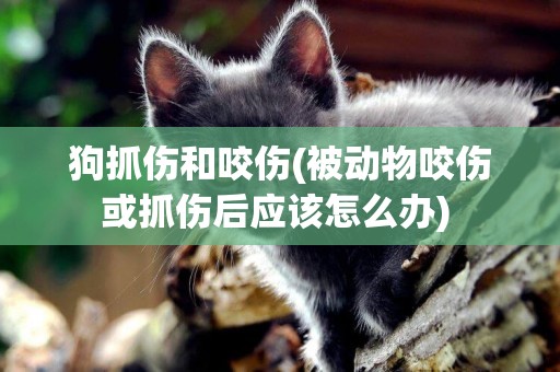 狗抓傷和咬傷(被動物咬傷或抓傷后應該怎么辦) 