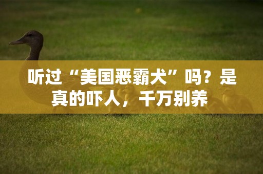 聽過“美國惡霸犬”嗎？是真的嚇人，千萬別養 