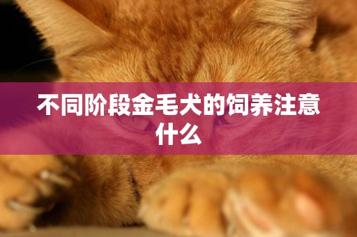 不同階段金毛犬的飼養注意什么