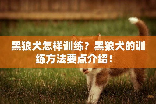 黑狼犬怎樣訓練？黑狼犬的訓練方法要點介紹！ 