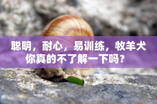聰明，耐心，易訓練，牧羊犬你真的不了解一下嗎？ 