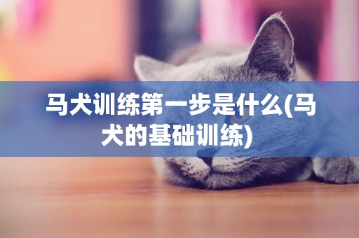 馬犬訓練第一步是什么(馬犬的基礎訓練) 