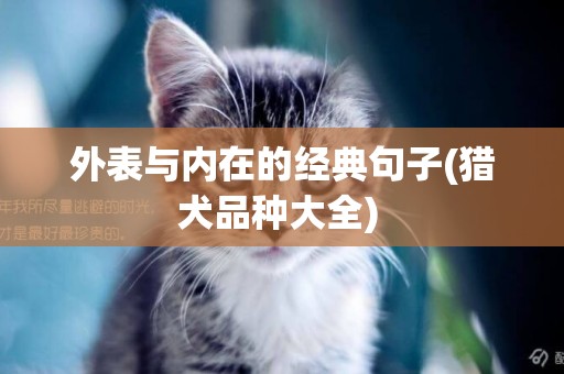 外表與內在的經典句子(獵犬品種大全) 