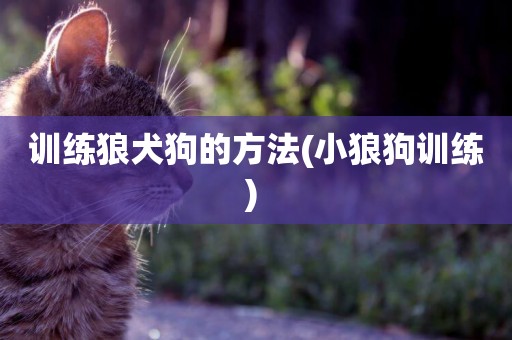 訓練狼犬狗的方法(小狼狗訓練) 