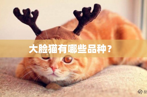 大臉貓有哪些品種？ 