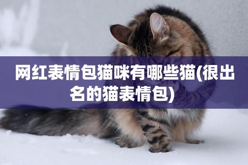 網紅表情包貓咪有哪些貓(很出名的貓表情包) 
