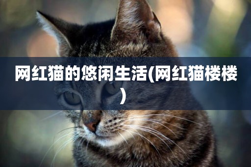 網紅貓的悠閑生活(網紅貓樓樓) 