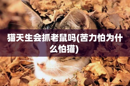 貓天生會抓老鼠嗎(苦力怕為什么怕貓) 