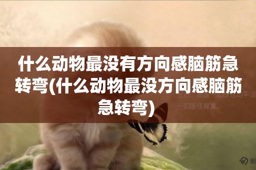 什么動物最沒有方向感腦筋急轉彎(什么動物最沒方向感腦筋急轉彎) 