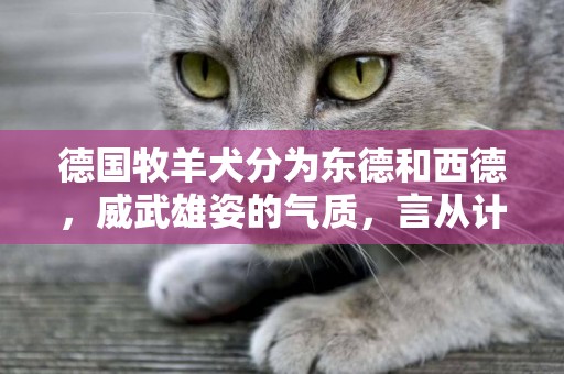 德國牧羊犬分為東德和西德，威武雄姿的氣質，言從計聽的伴侶犬 