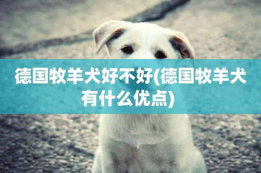 德國牧羊犬好不好(德國牧羊犬有什么優點) 