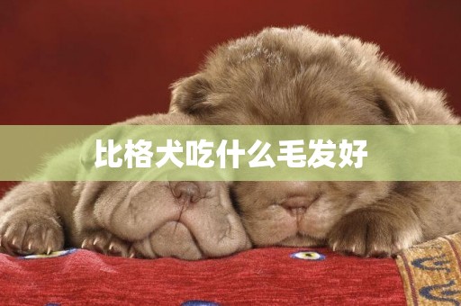 比格犬吃什么毛發好