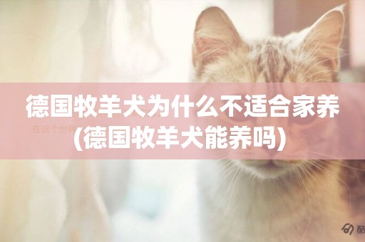 德國牧羊犬為什么不適合家養(德國牧羊犬能養嗎) 