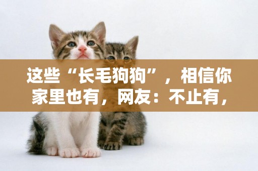 這些“長毛狗狗”，相信你家里也有，網友：不止有，還養了倆 