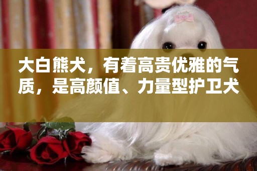 大白熊犬，有著高貴優雅的氣質，是高顏值、力量型護衛犬 