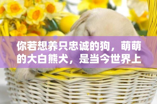 你若想養只忠誠的狗，萌萌的大白熊犬，是當今世界上最忠誠的狗 