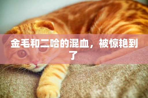 金毛和二哈的混血，被驚艷到了 