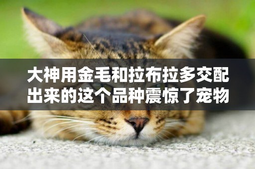 大神用金毛和拉布拉多交配出來的這個品種震驚了寵物界！ 