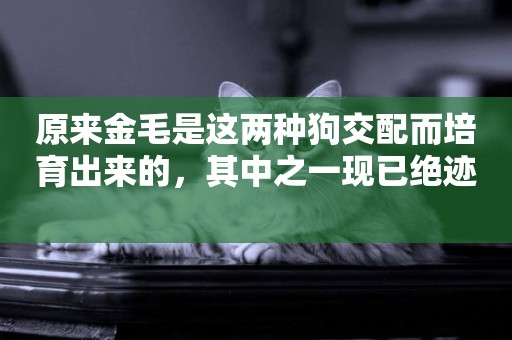 原來金毛是這兩種狗交配而培育出來的，其中之一現已絕跡 
