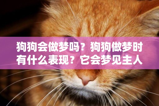 狗狗會做夢嗎？狗狗做夢時有什么表現？它會夢見主人你嗎？ 