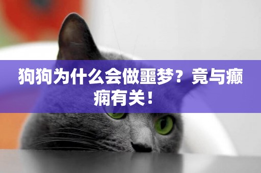 狗狗為什么會做噩夢？竟與癲癇有關！ 