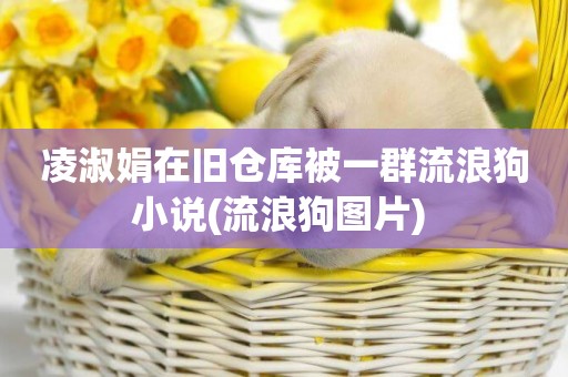 凌淑娟在舊倉庫被一群流浪狗小說(流浪狗圖片) 