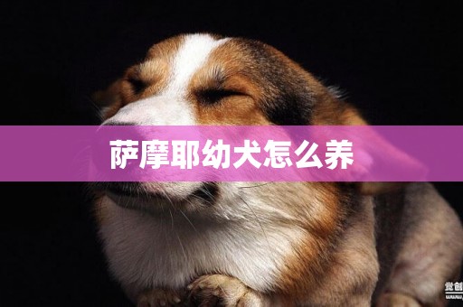 薩摩耶幼犬怎么養