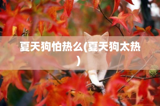 夏天狗怕熱么(夏天狗太熱) 