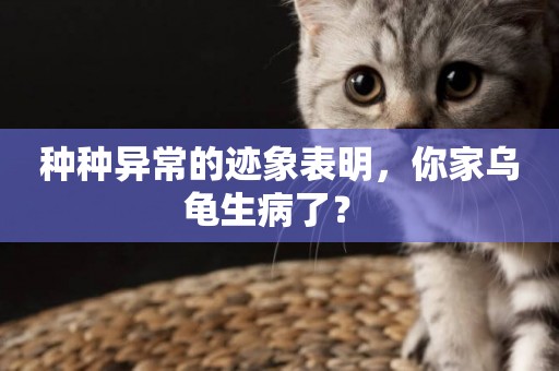 種種異常的跡象表明，你家烏龜生病了？ 