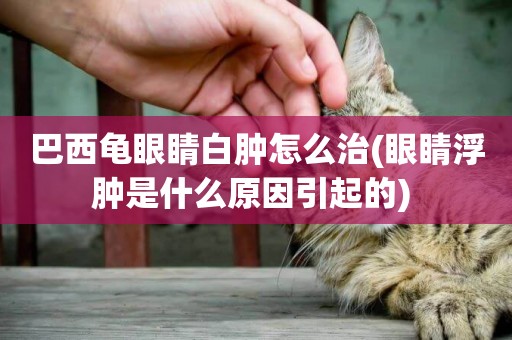 巴西龜眼睛白腫怎么治(眼睛浮腫是什么原因引起的) 