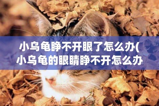 小烏龜睜不開眼了怎么辦(小烏龜的眼睛睜不開怎么辦) 