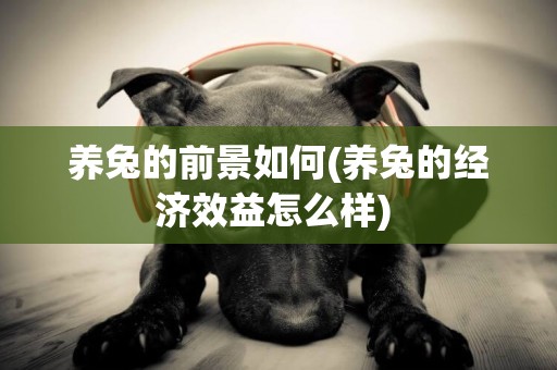 養兔的前景如何(養兔的經濟效益怎么樣) 