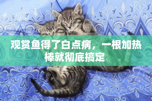 觀賞魚得了白點病，一根加熱棒就徹底搞定 
