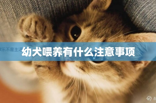 幼犬喂養有什么注意事項