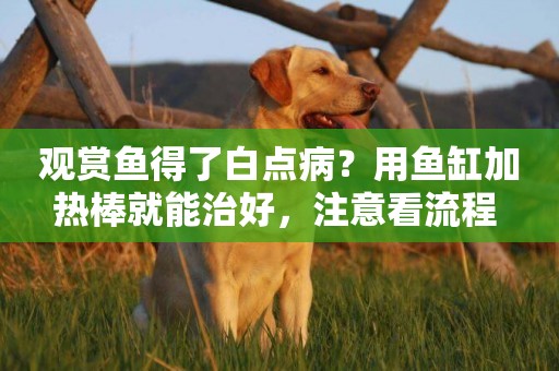 觀賞魚得了白點病？用魚缸加熱棒就能治好，注意看流程 